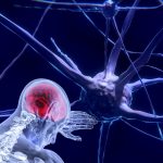 Neuroștiința, neurobiologia - Mintea umană și funcționarea creierului